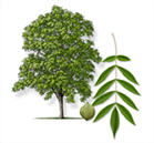 Product: Pecan