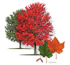 Product: Soft Maple Side 1